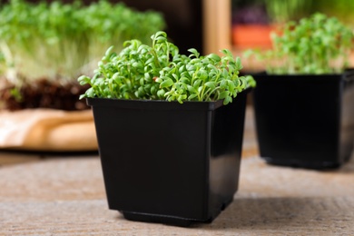 Photo of Fresh organic microgreen in plastic container on wooden table, closeup