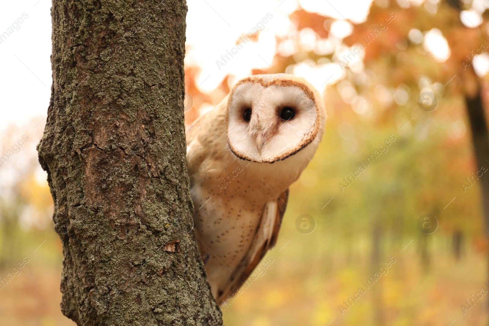 Photo of Beautiful common barn owl on tree outdoors