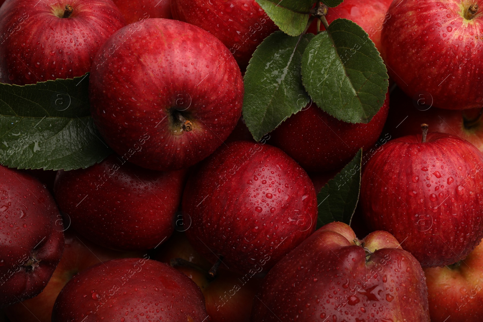 Photo of Fresh red apples with leaves and water drops as background, top view
