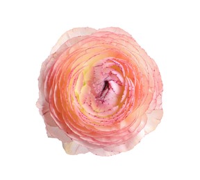 Photo of Beautiful fresh ranunculus flower on white background