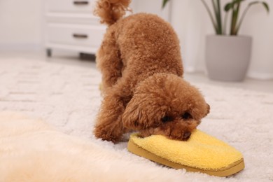 Photo of Cute Maltipoo dog gnawing yellow slipper at home. Lovely pet