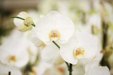 Photo of Beautiful white orchid flowers on blurred background. Tropical plant