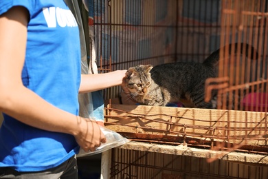 Photo of Woman stroking homeless cat in animal shelter, space for text. Concept of volunteering