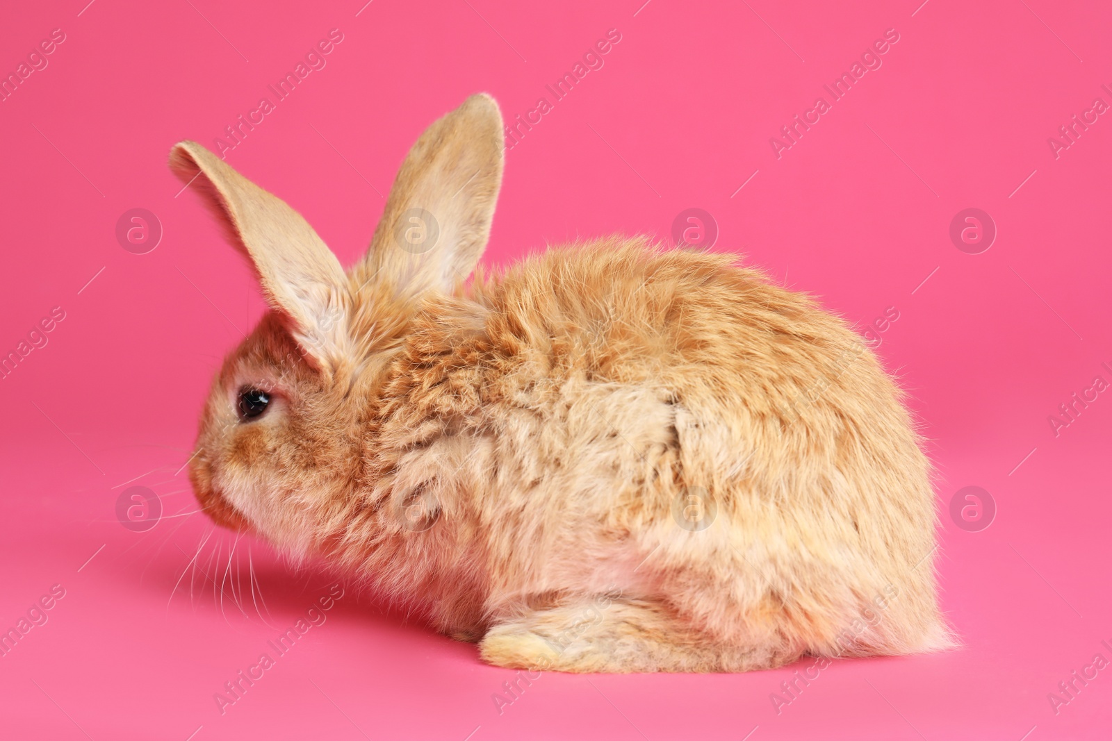 Photo of Adorable furry Easter bunny on color background