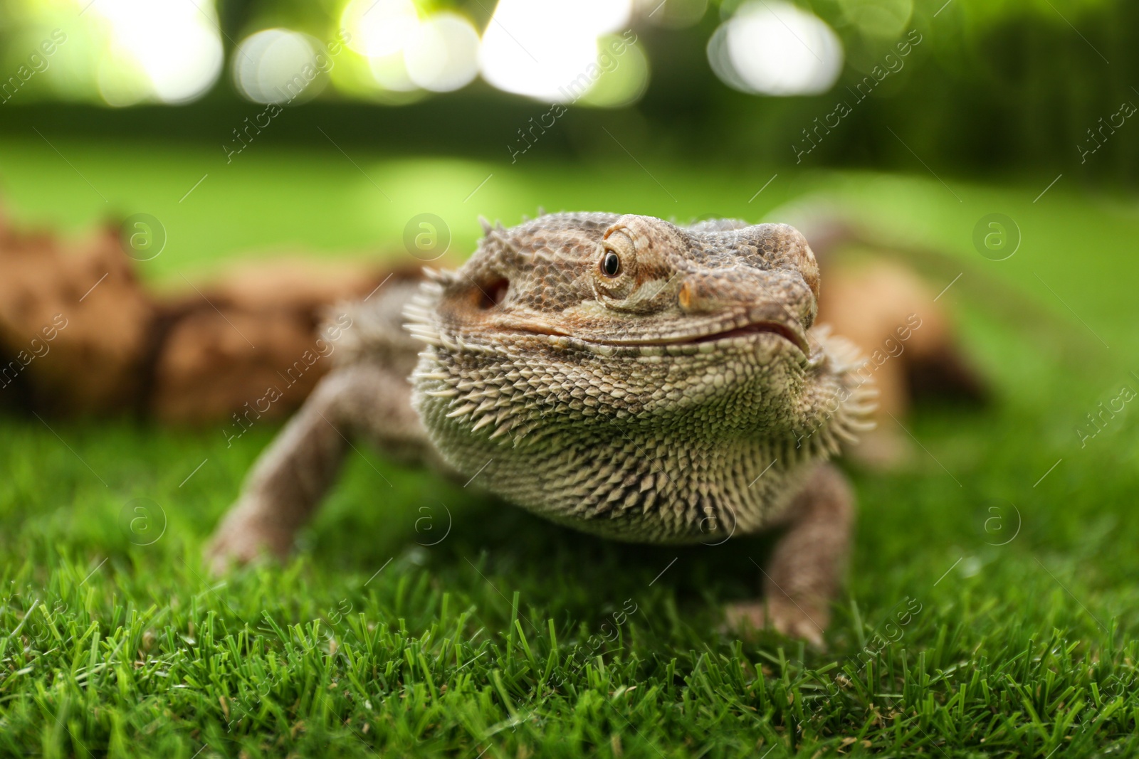 Photo of Bearded lizard (Pogona barbata) on green grass, closeup. Exotic pet