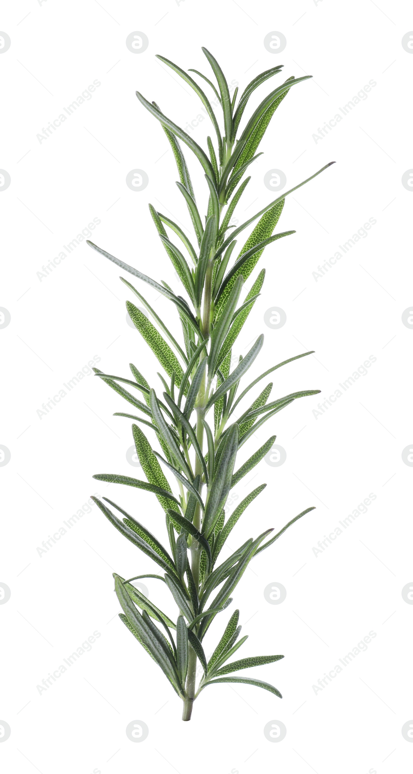 Photo of Fresh green rosemary isolated on white. Aromatic herb