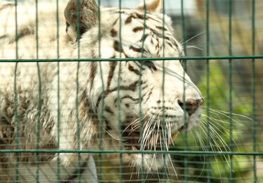 Closeup view of Bengal white tiger at enclosure in zoo
