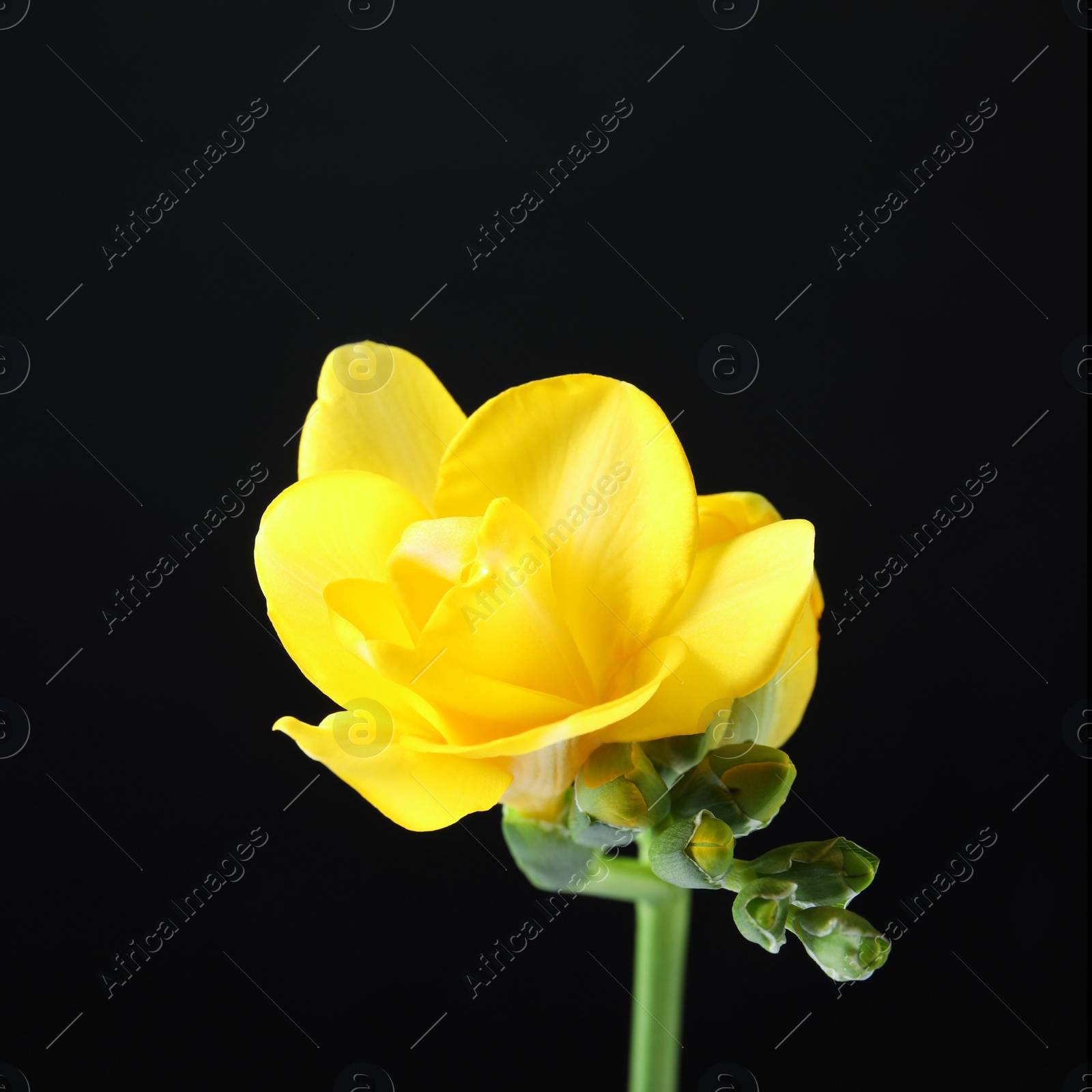 Photo of Beautiful freesia with fragrant flowers on black background