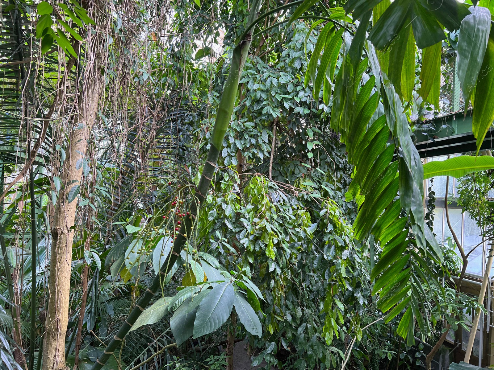 Photo of Many different beautiful plants growing in greenhouse