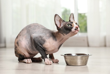 Photo of Cute sphynx cat and bowl of dry food on floor indoors. Friendly pet