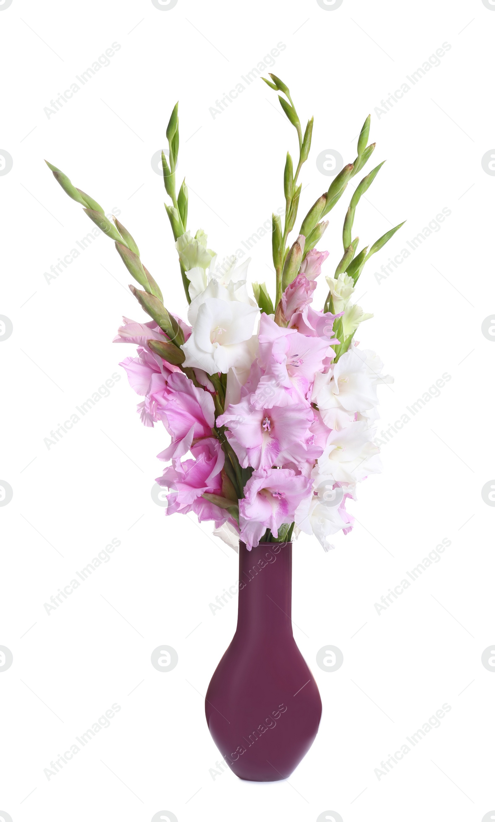 Photo of Vase with beautiful gladiolus flowers on white background