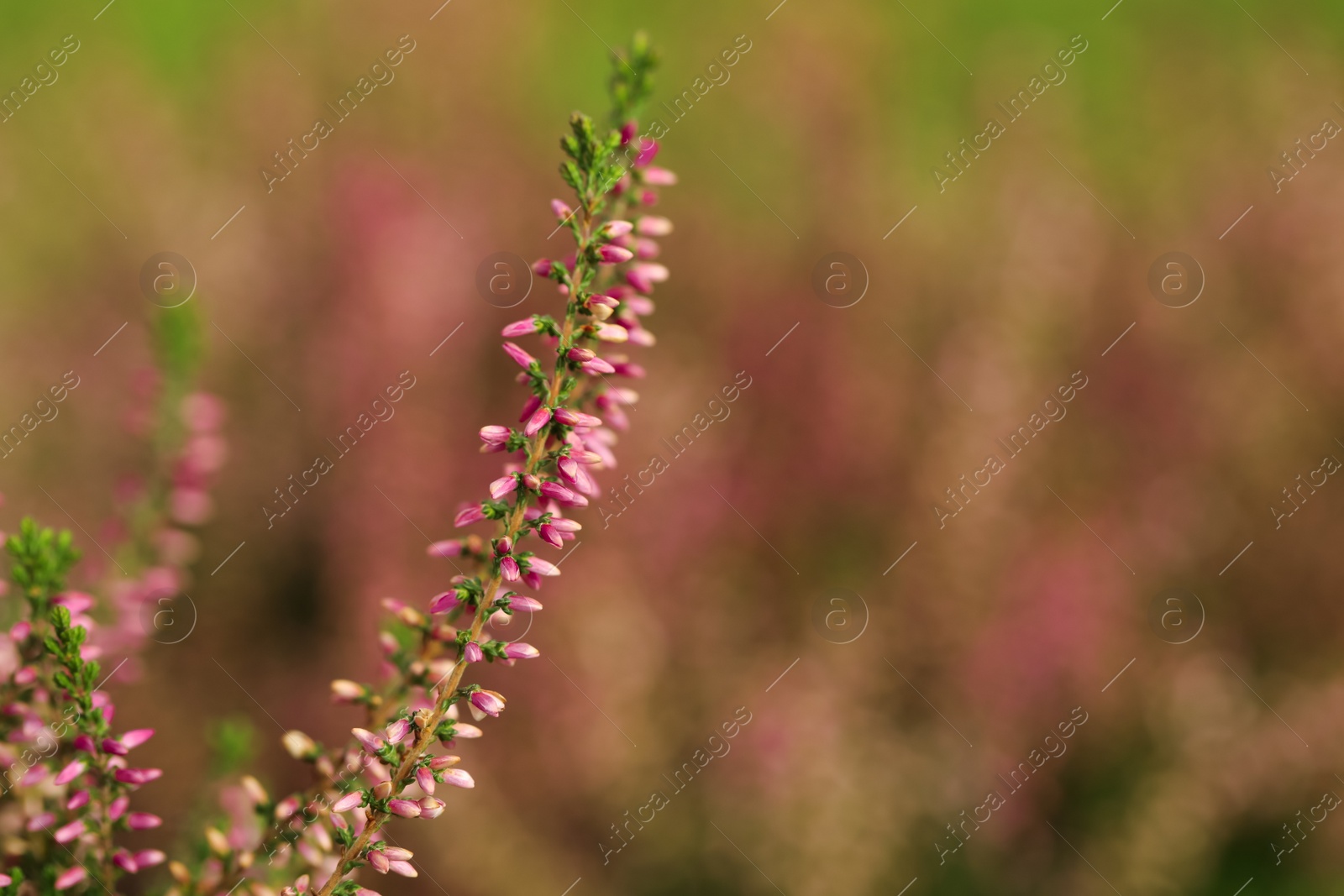 Photo of Heather twig with beautiful flowers on blurred background, closeup. Space for text