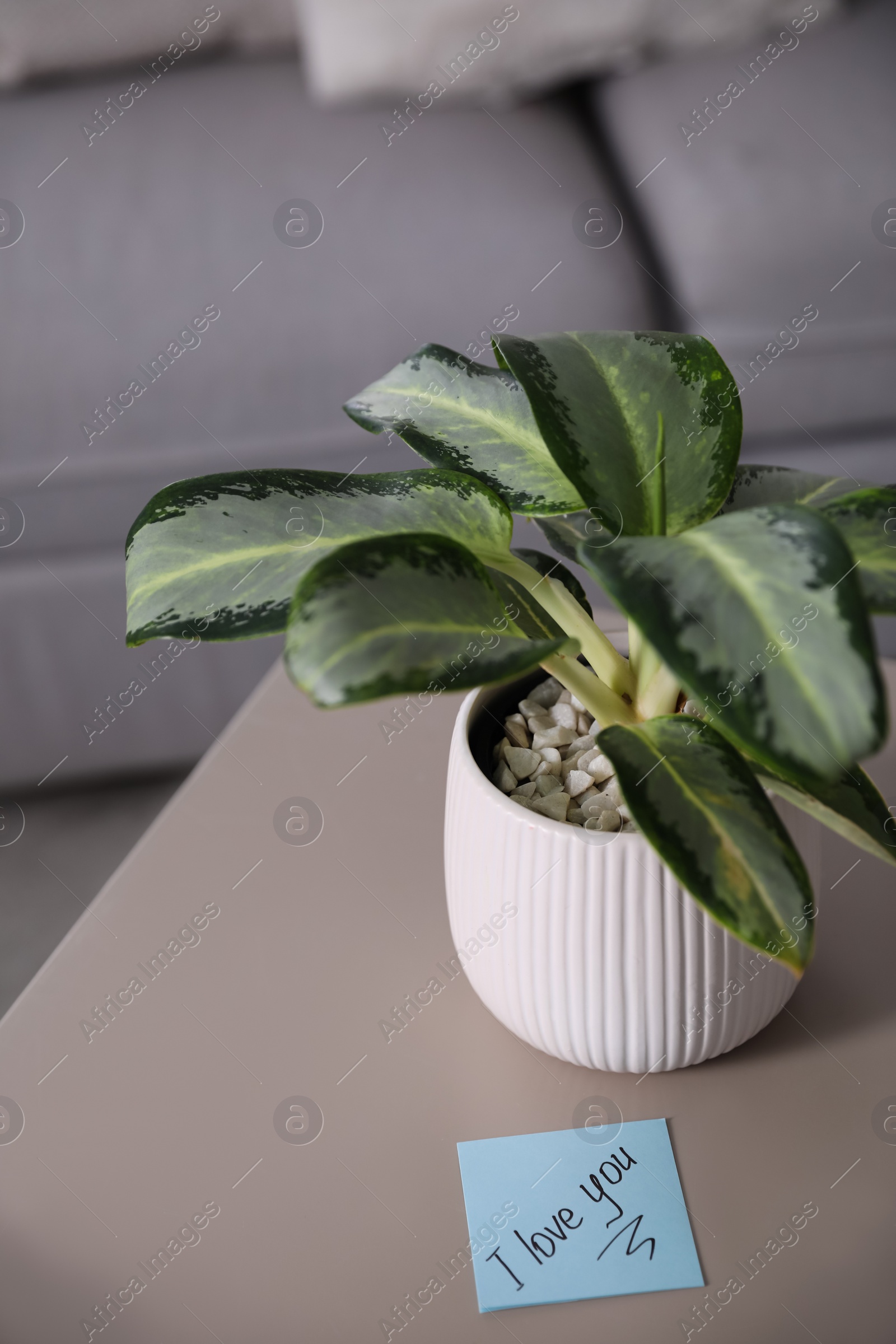 Photo of Paper note with handwritten words I Love You and houseplant on table indoors