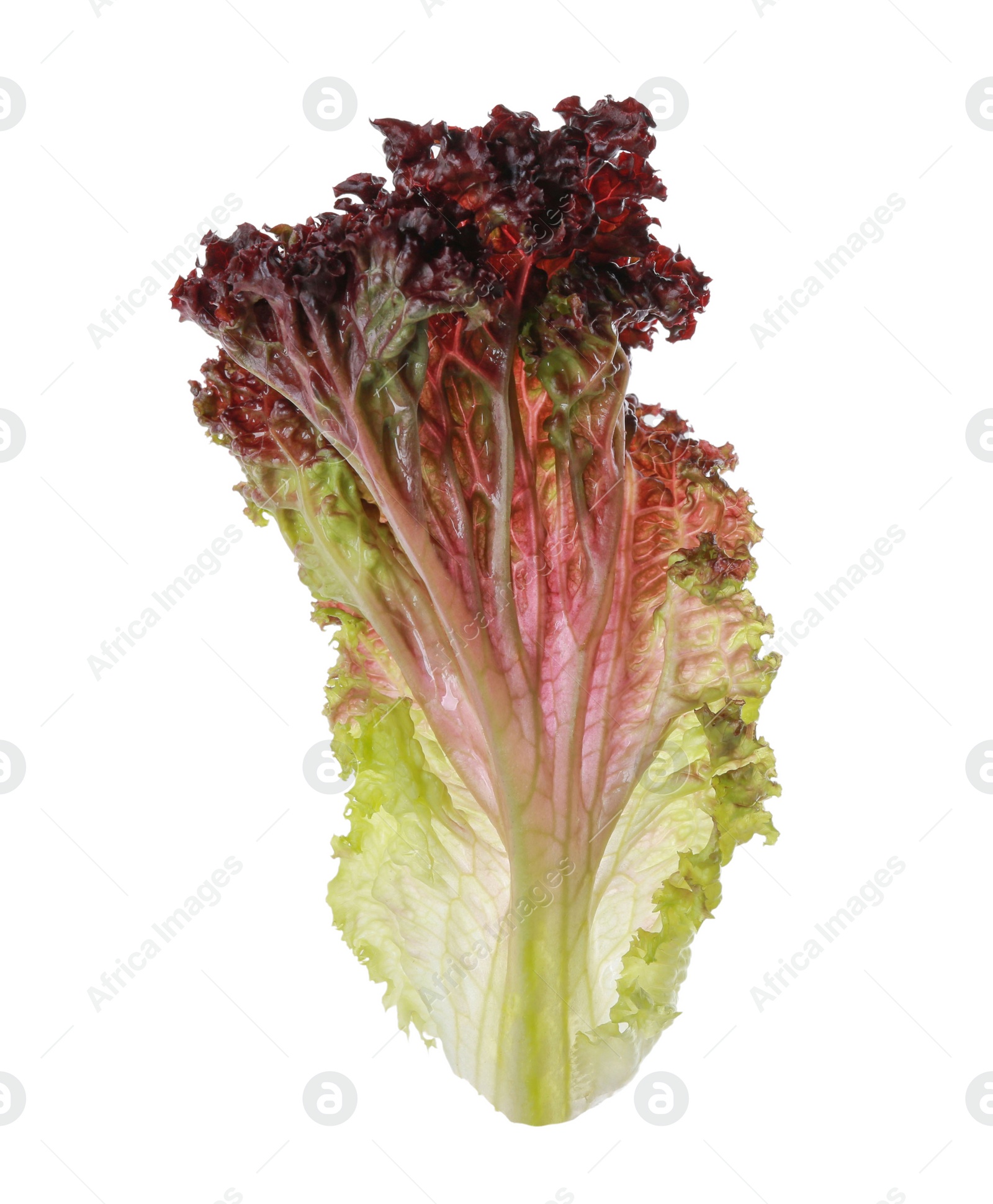 Photo of Leaf of fresh red coral lettuce isolated on white