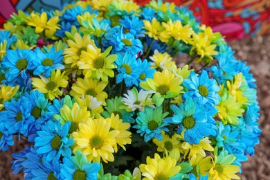 Photo of Beautiful chrysanthemum plant with yellow and light blue flowers as background, closeup