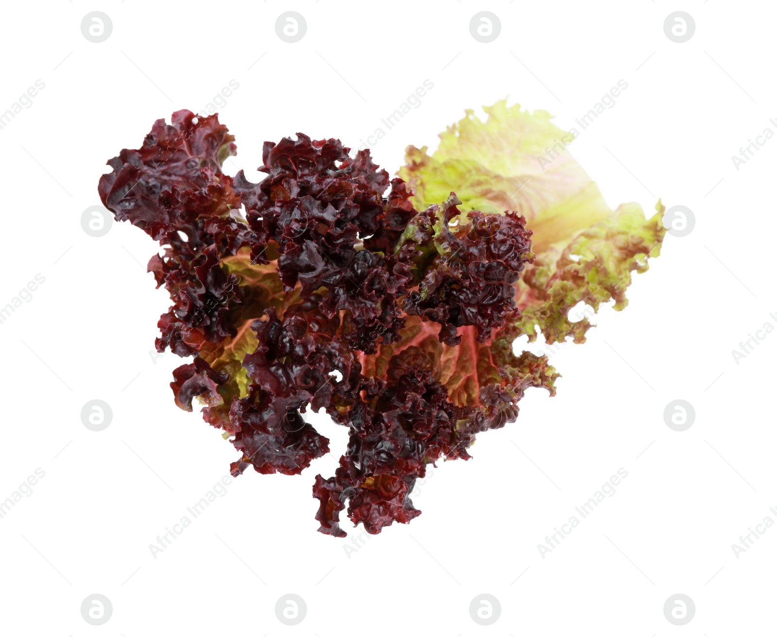 Photo of Leaf of fresh red coral lettuce isolated on white