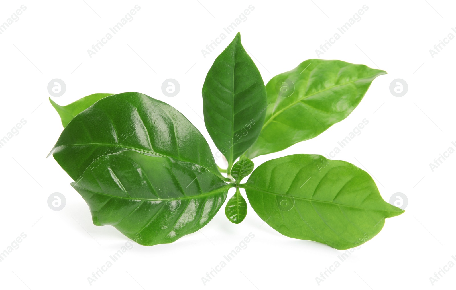 Photo of Branch of coffee plant isolated on white