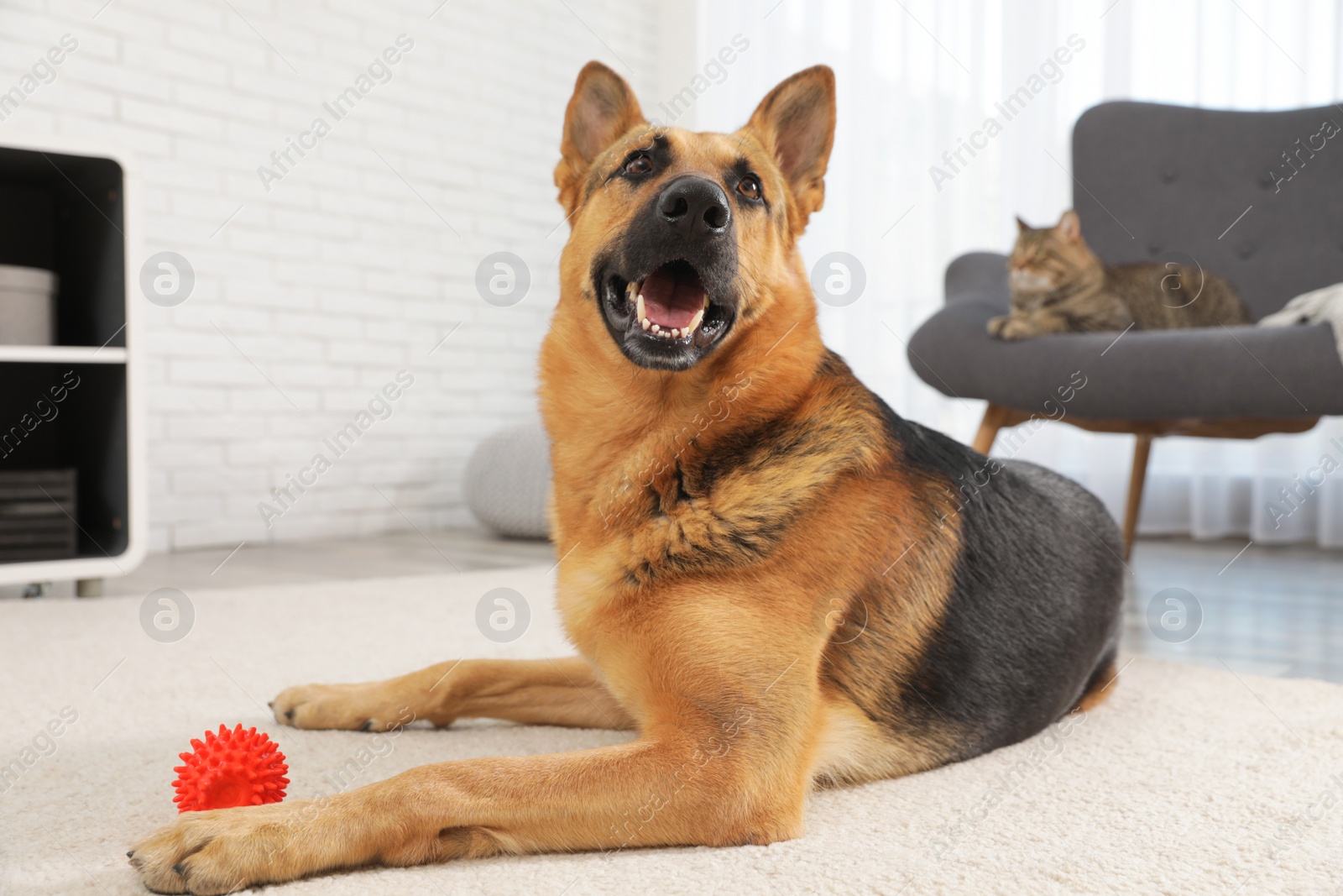 Photo of German shepherd with ball on floor and cat on sofa in living room