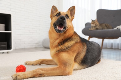 Photo of German shepherd with ball on floor and cat on sofa in living room