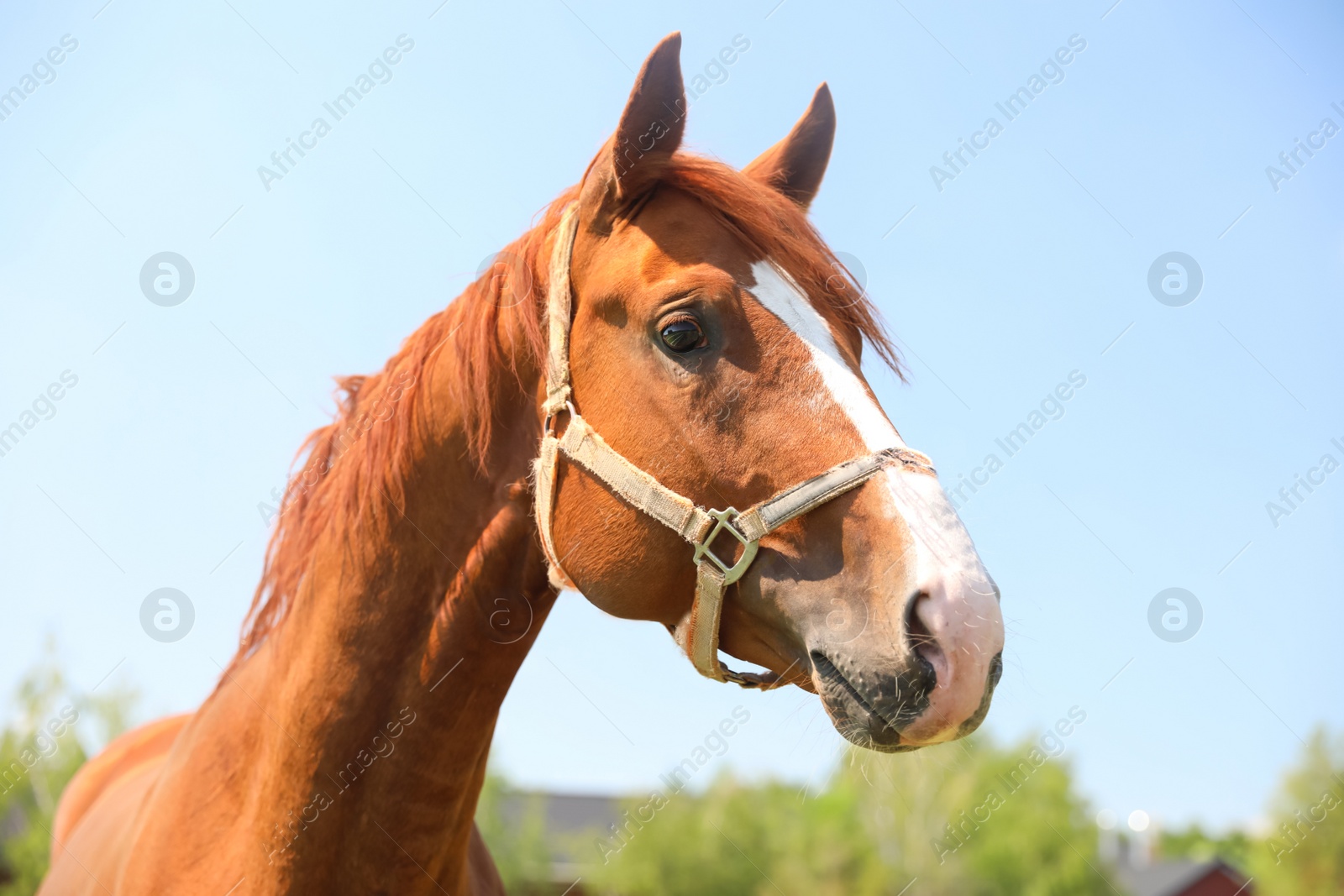 Photo of Chestnut horse outdoors on sunny day. Beautiful pet