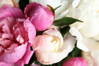 Closeup view of beautiful fragrant peony flowers