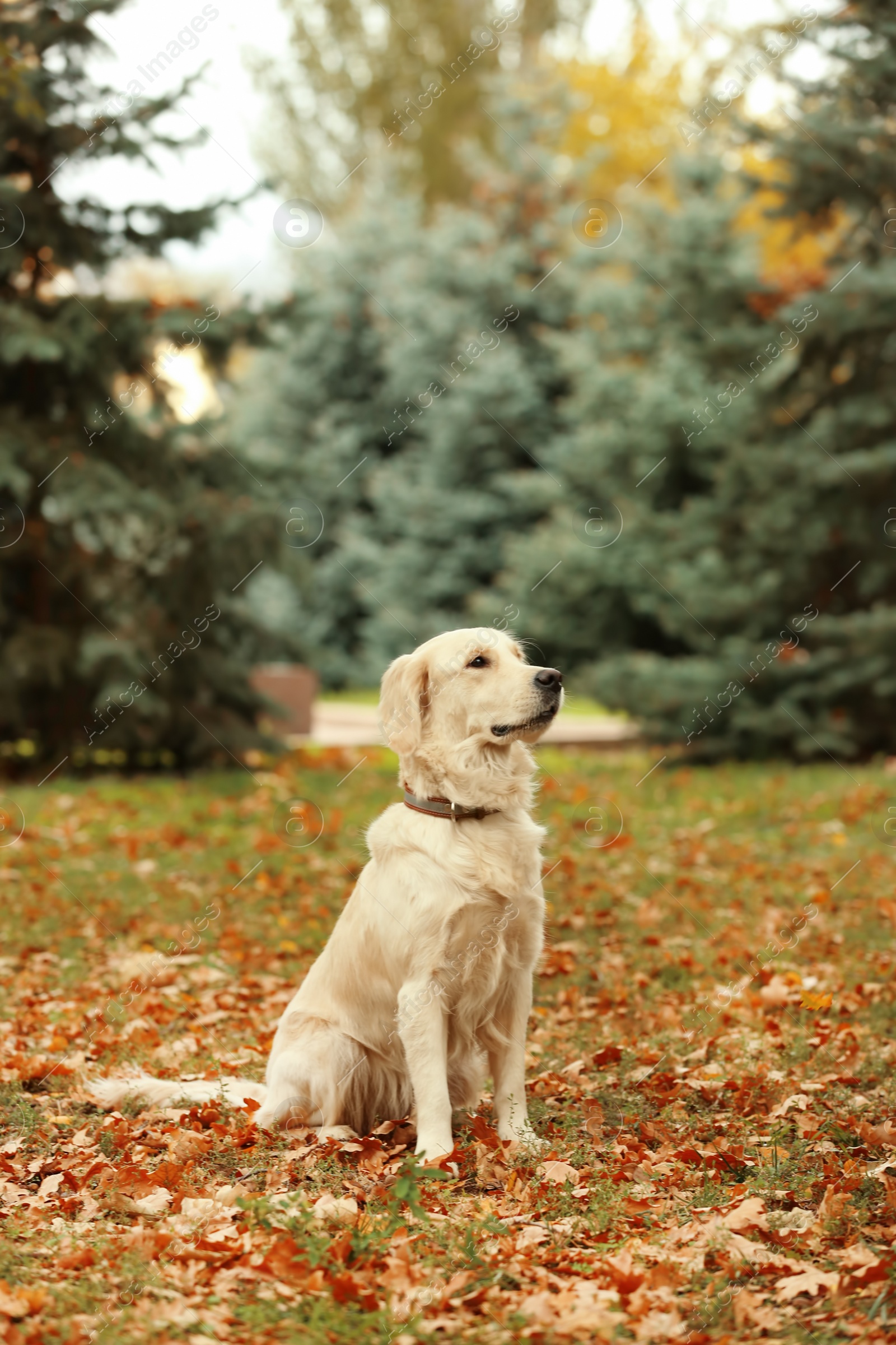 Photo of Funny Labrador Retriever in beautiful autumn park