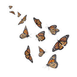Set of many flying fragile monarch butterflies on white background