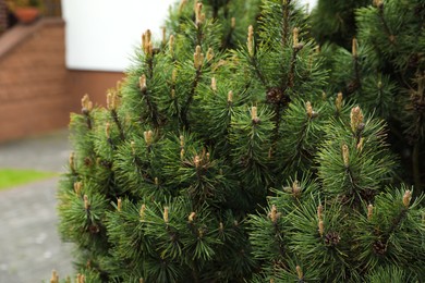 Photo of Pine tree with blossoms in backyard, closeup