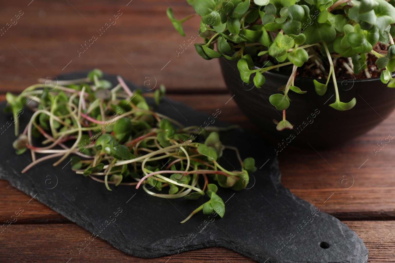 Photo of Slate board with fresh radish microgreens on wooden table