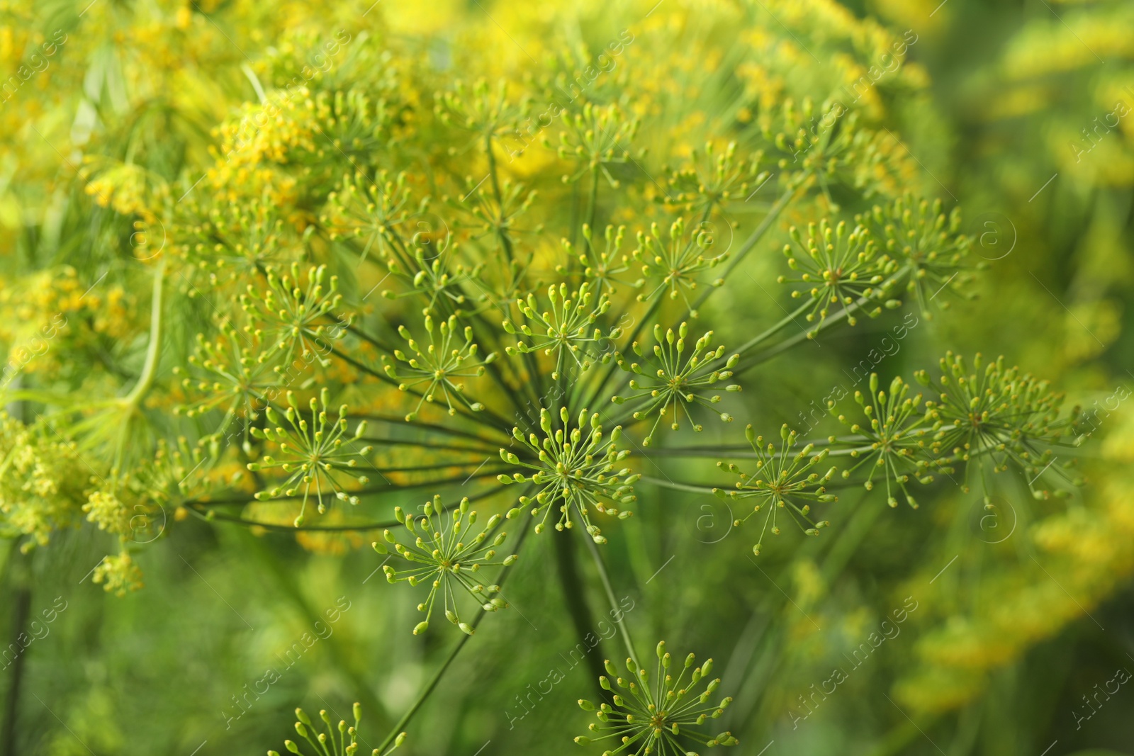 Photo of Fresh green dill flower on blurred background, closeup