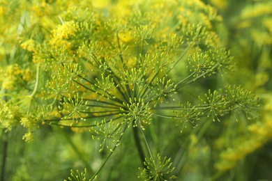 Fresh green dill flower on blurred background, closeup