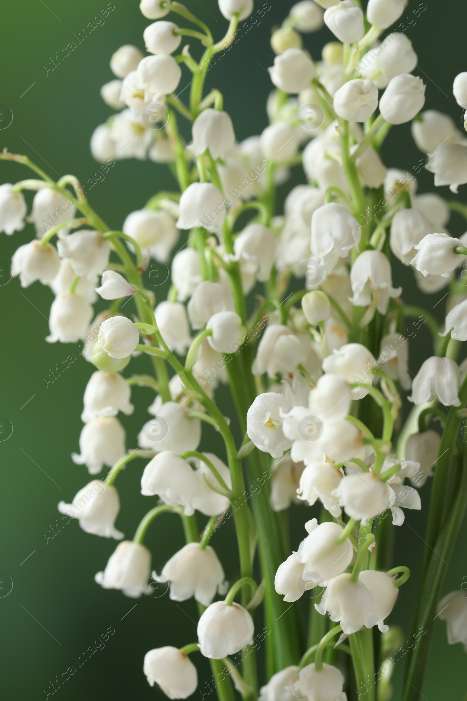 Photo of Beautiful lily of the valley flowers on blurred green background, closeup