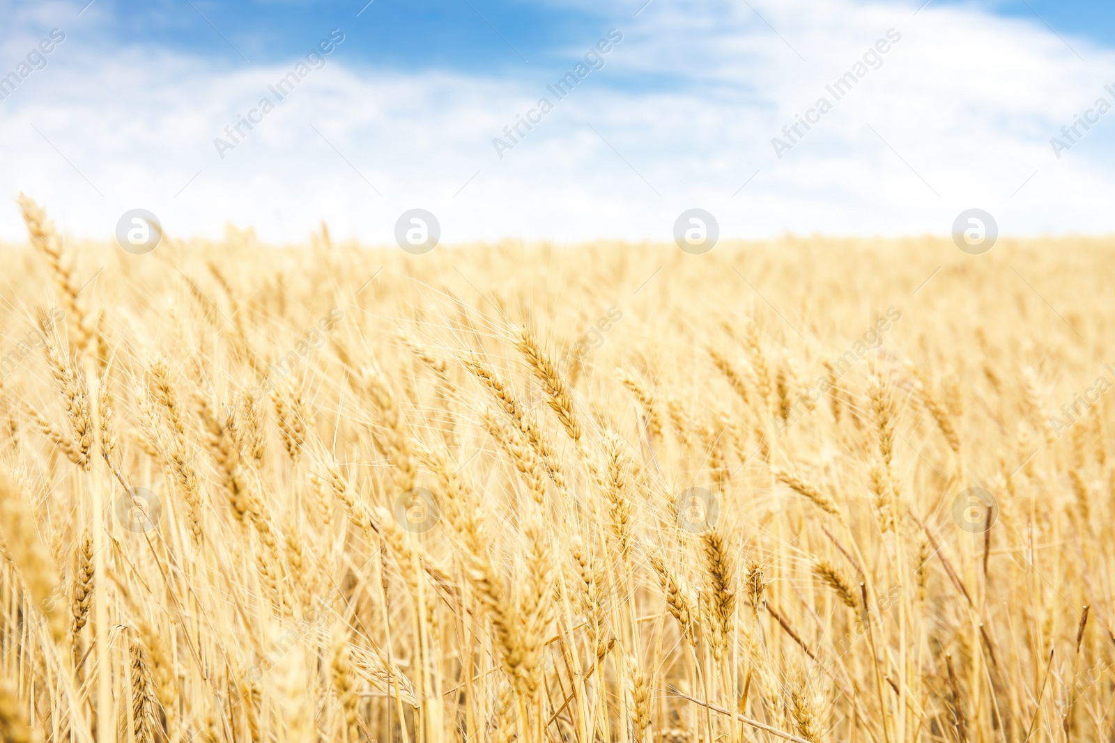 Photo of Golden wheat in grain field. Cereal farming