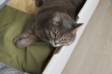 Photo of Beautiful grey tabby cat lying on clothes in drawer of dresser at home. Cute pet