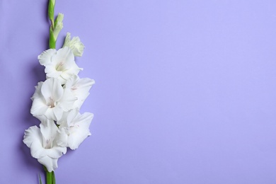 Beautiful white gladiolus flowers on violet background, top view. Space for text