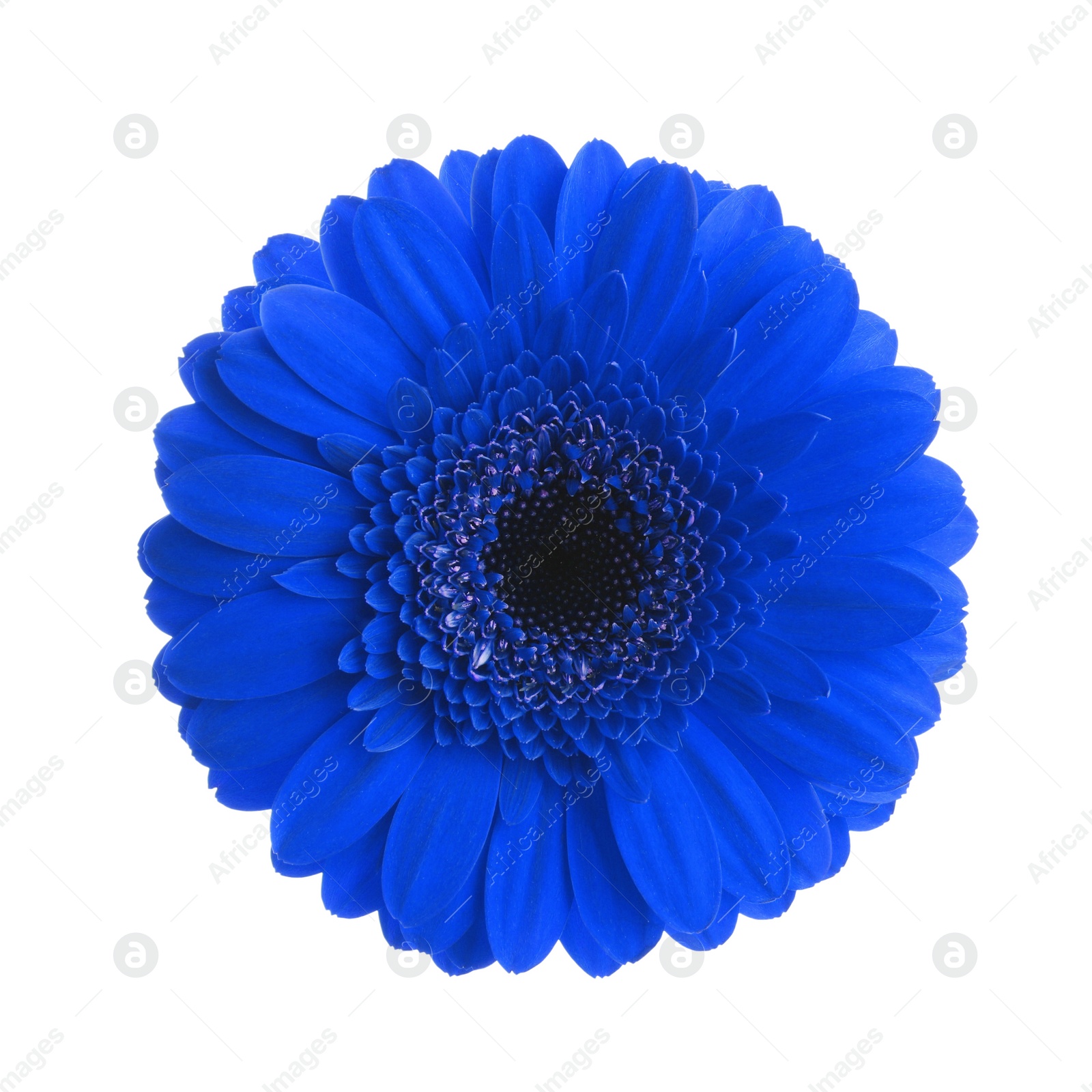 Image of Beautiful blue gerbera flower on white background