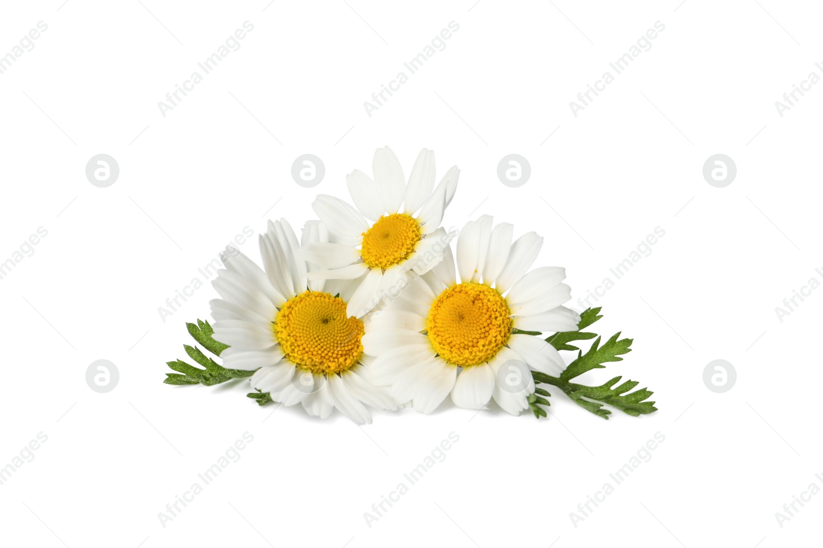 Photo of Beautiful chamomile flowers with green leaves on white background
