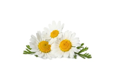 Beautiful chamomile flowers with green leaves on white background