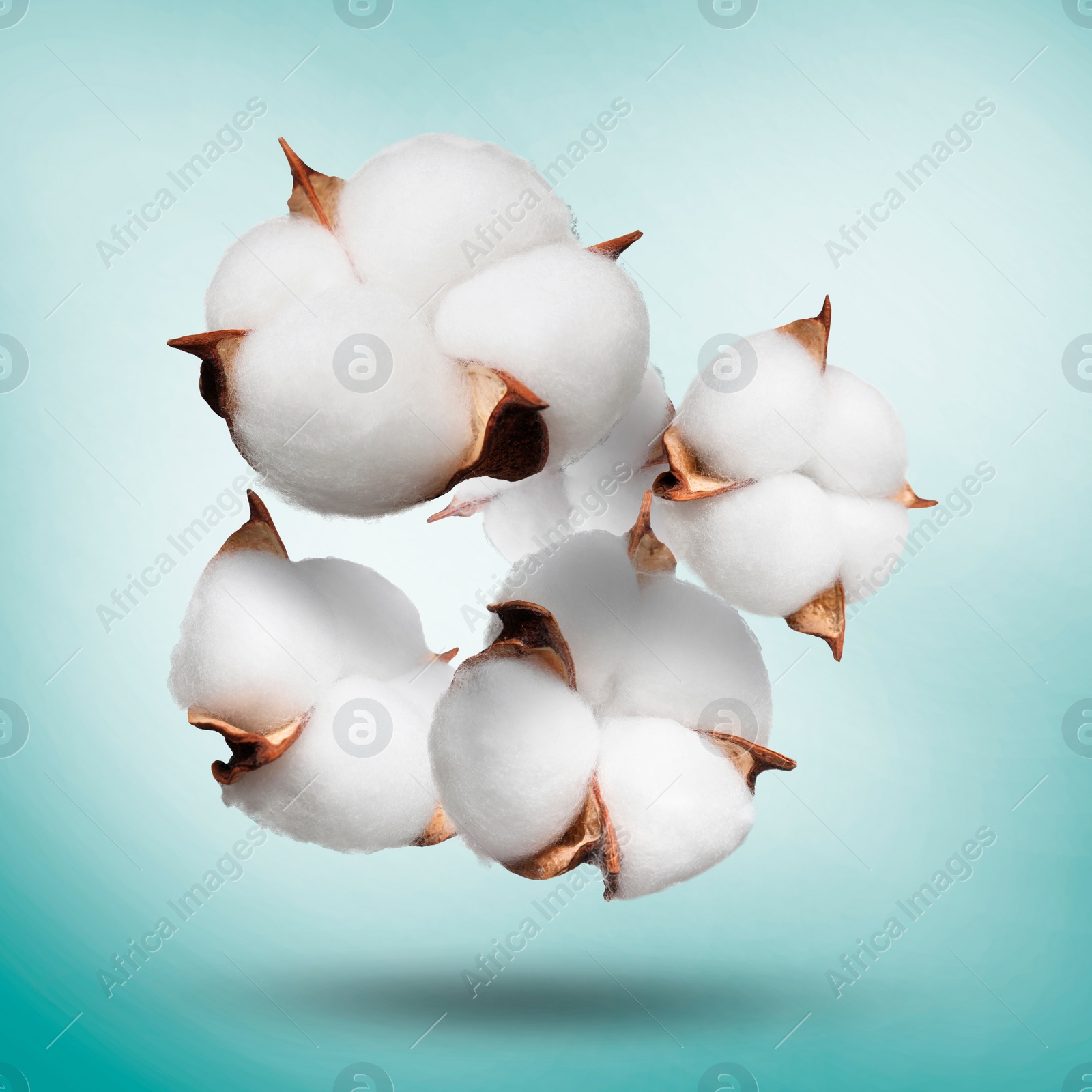 Image of Beautiful cotton flowers falling on light blue background