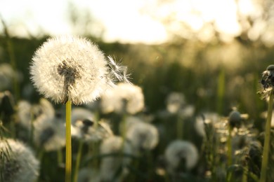 Beautiful fluffy dandelions growing outdoors on sunny day. Meadow flowers