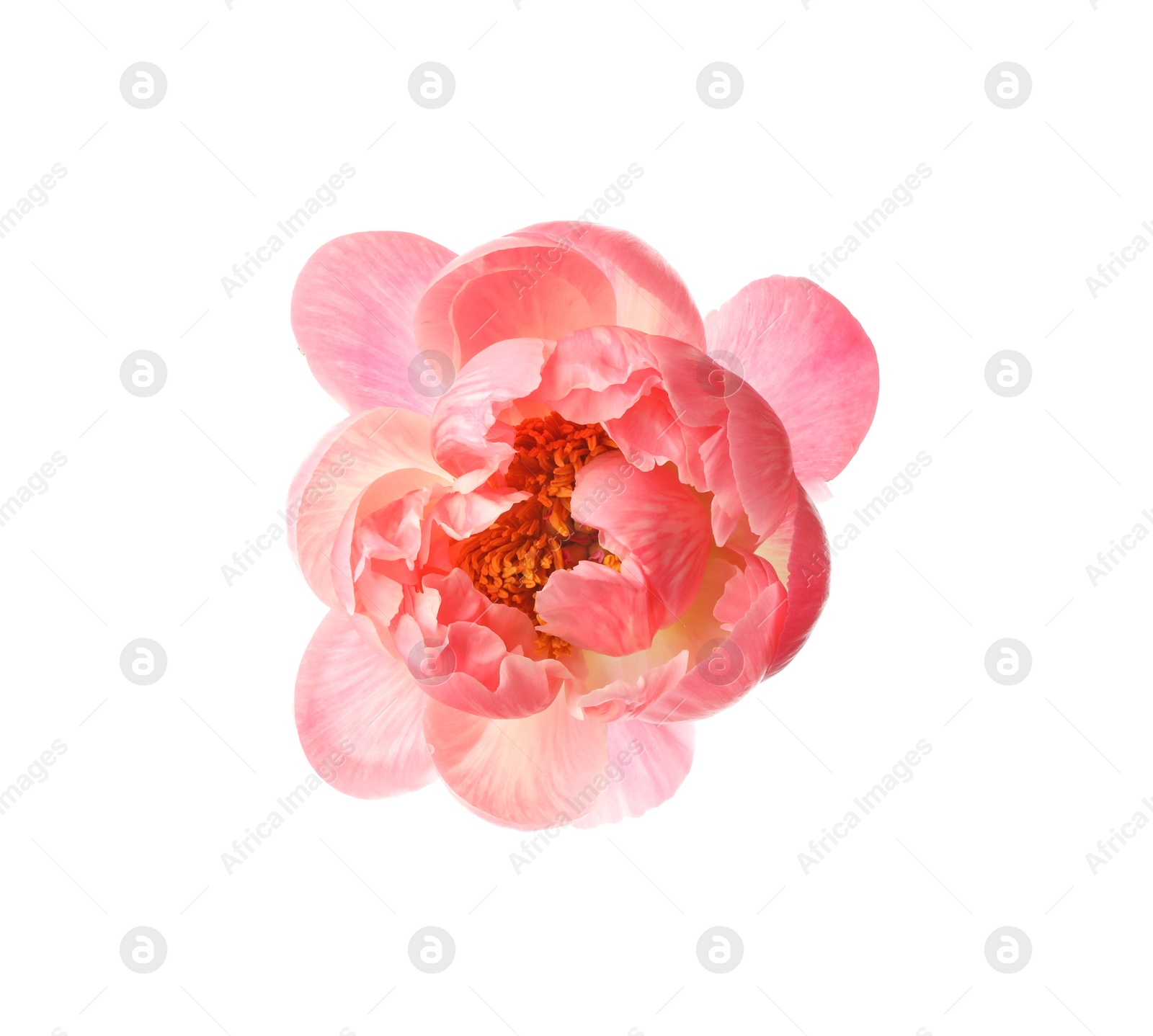 Photo of Beautiful blooming pink peony isolated on white