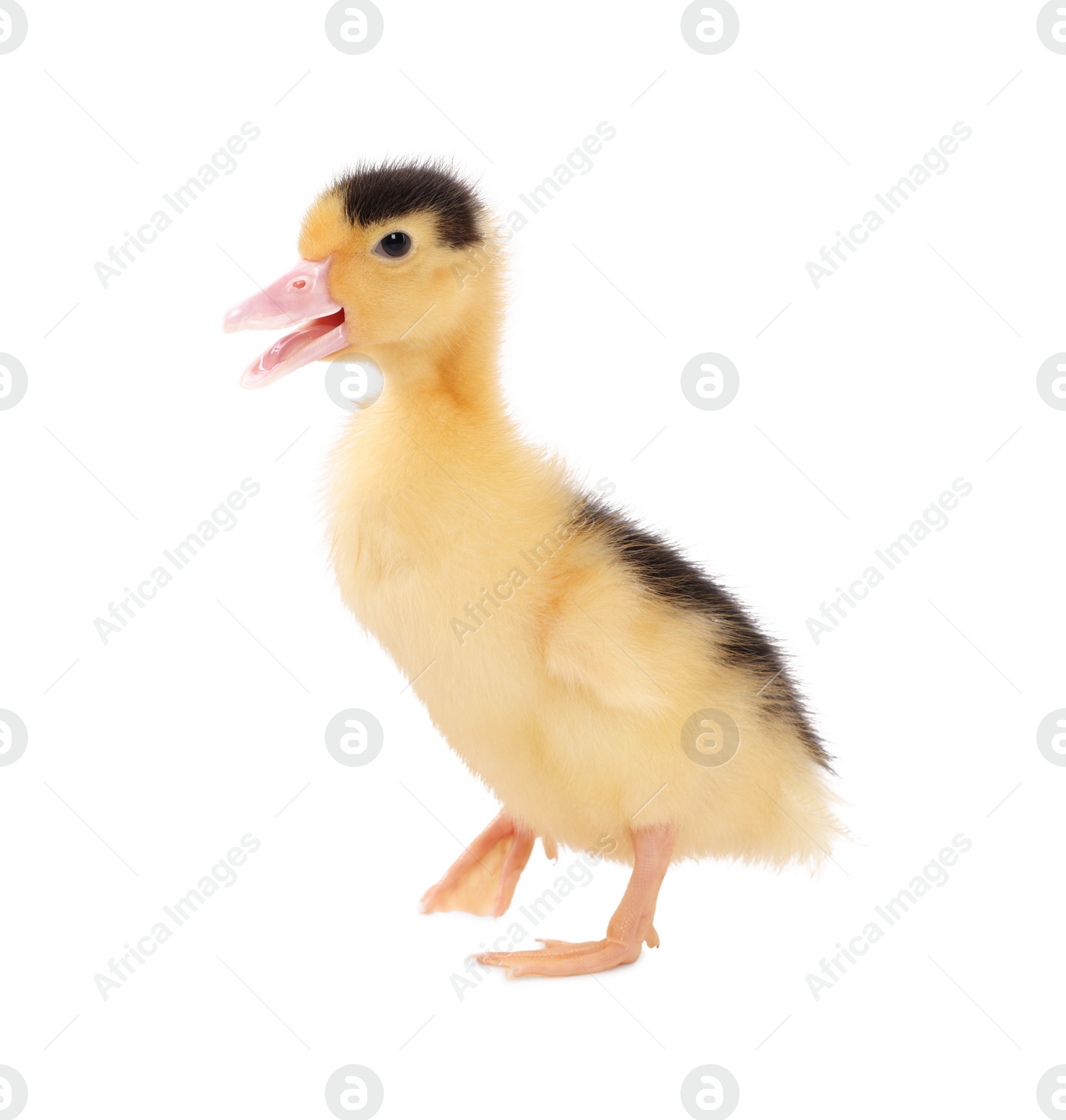 Photo of Baby animal. Cute fluffy duckling on white background