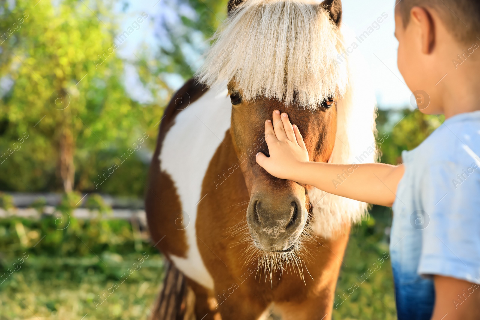 Image of Little boy stroking cute pony outdoors on sunny day, closeup