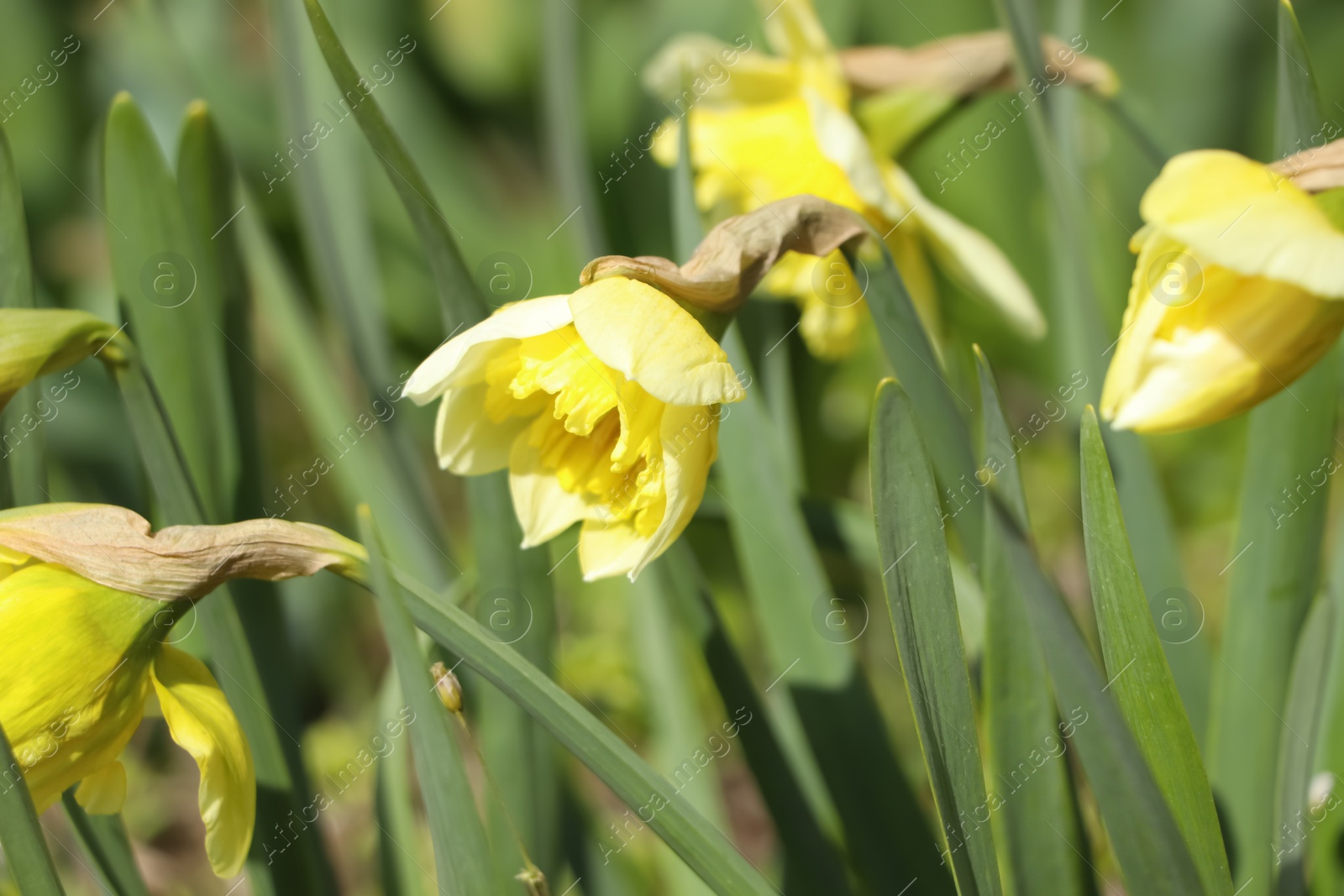 Photo of Beautiful daffodils growing in garden on sunny day, closeup