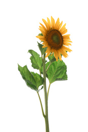 Beautiful bright blooming sunflower isolated on white