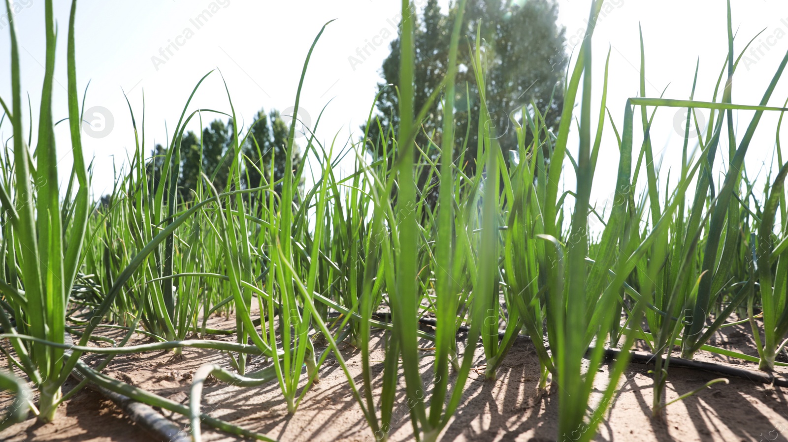 Photo of Young green onions in field on sunny day