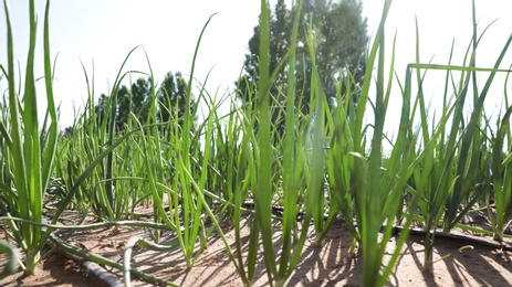 Young green onions in field on sunny day