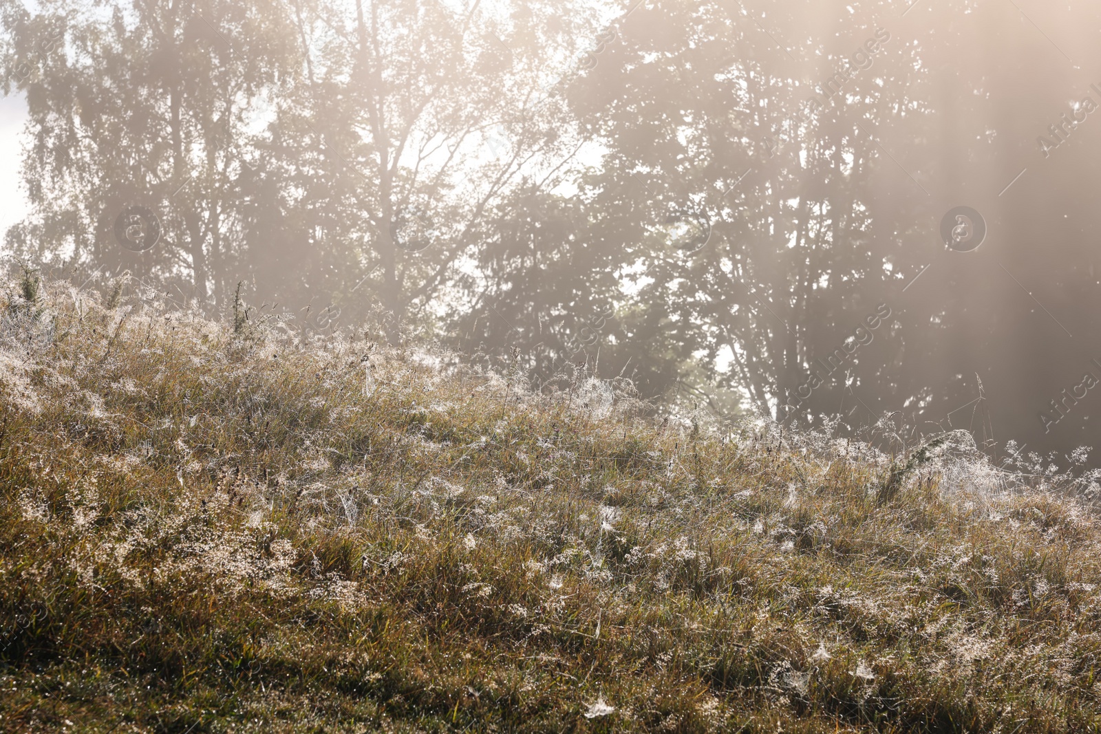 Photo of Beautiful plants with dew drops in meadow on sunrise 