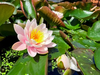 Photo of Gorgeous blooming water lily in pond on sunny day