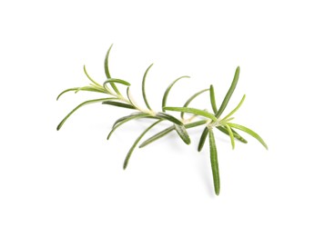 Sprig of fresh rosemary isolated on white